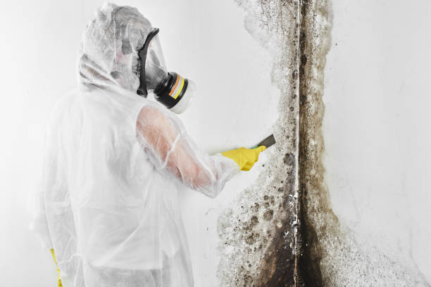 Reliable Warren, IL Mold Removal Solutions